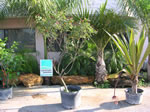 jatropha tree